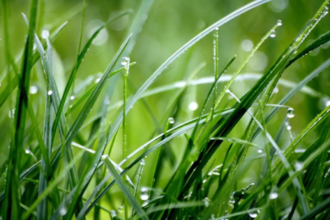 谷雨|春漸遠(yuǎn)，夏將至